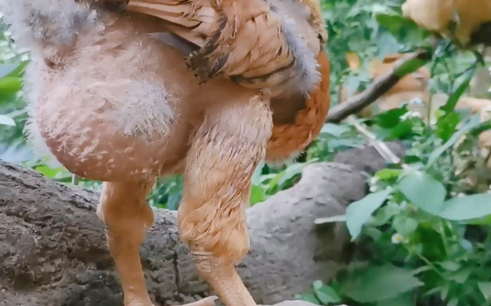 小鸡郭德纲长成了这样?