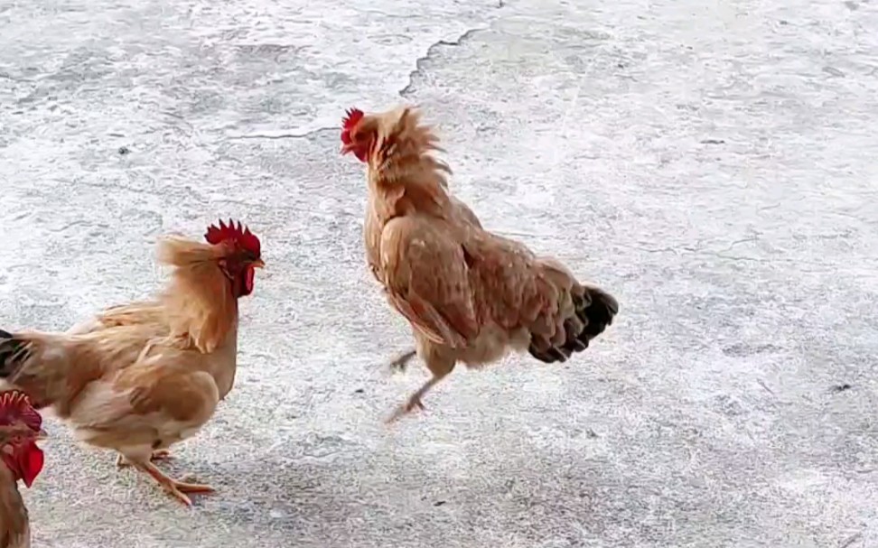 菜 鸡 互 啄 ,完 美 踩 点_哔哩哔哩_bilibili