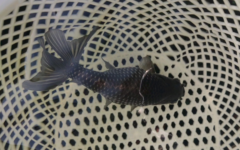 一条特殊的蓝丹凤金鱼 超短的小尾巴 另类了