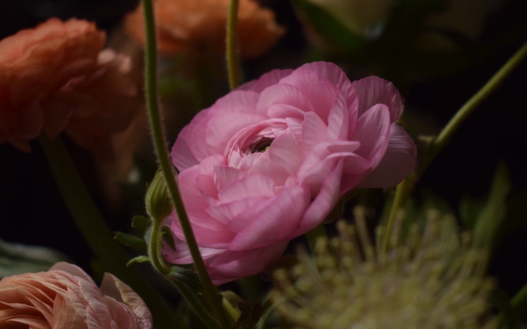 我的花花:洋牡丹 persianbuttercup_哔哩哔哩 (゜-゜)つロ 干杯~-bili