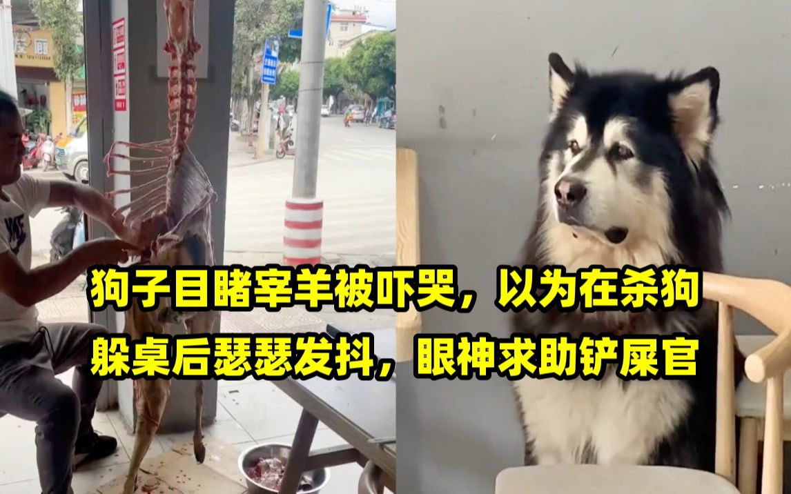 狗子目睹宰羊被吓哭,以为在杀狗躲桌后瑟瑟发抖,眼神求助铲屎官