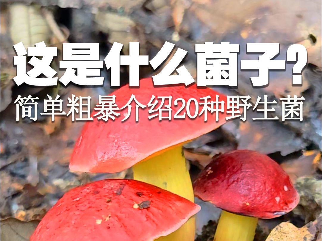 简单粗暴介绍20种野生菌哔哩哔哩bilibili