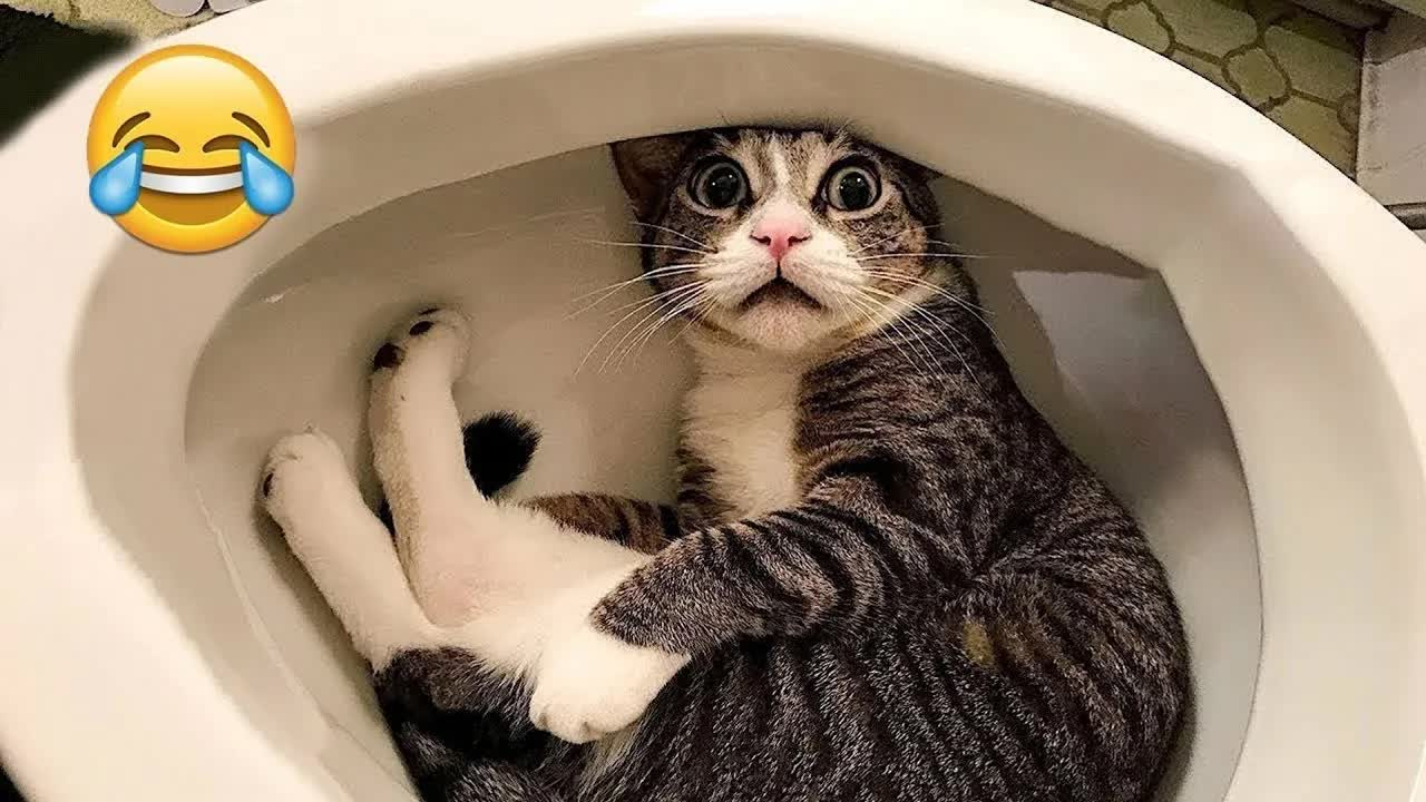 2025最逗猫狗合集 ?? 笑到停不下来！