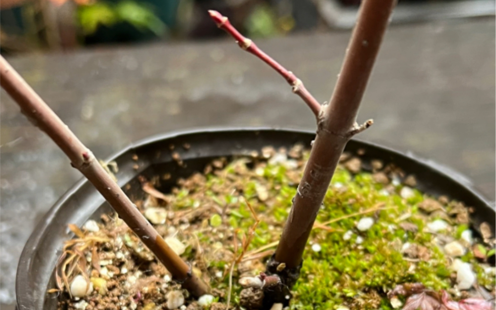 中奖原生荒皮红叶_上盆