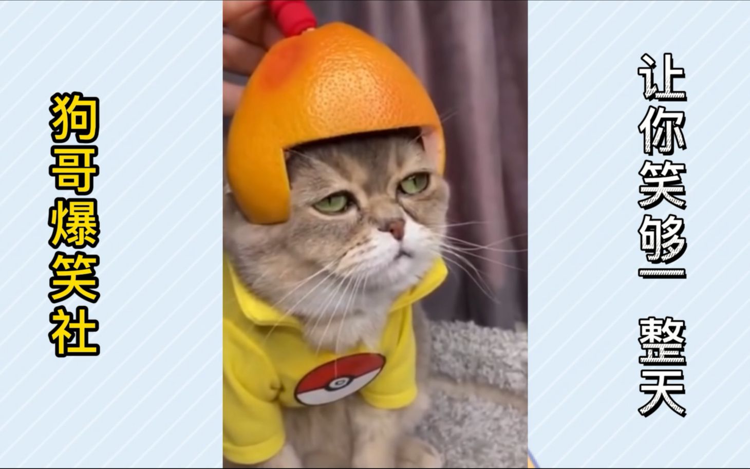 【爆笑集锦】猫咪戴柚子帽兜风模样逗趣,网友:这头盔哪做的