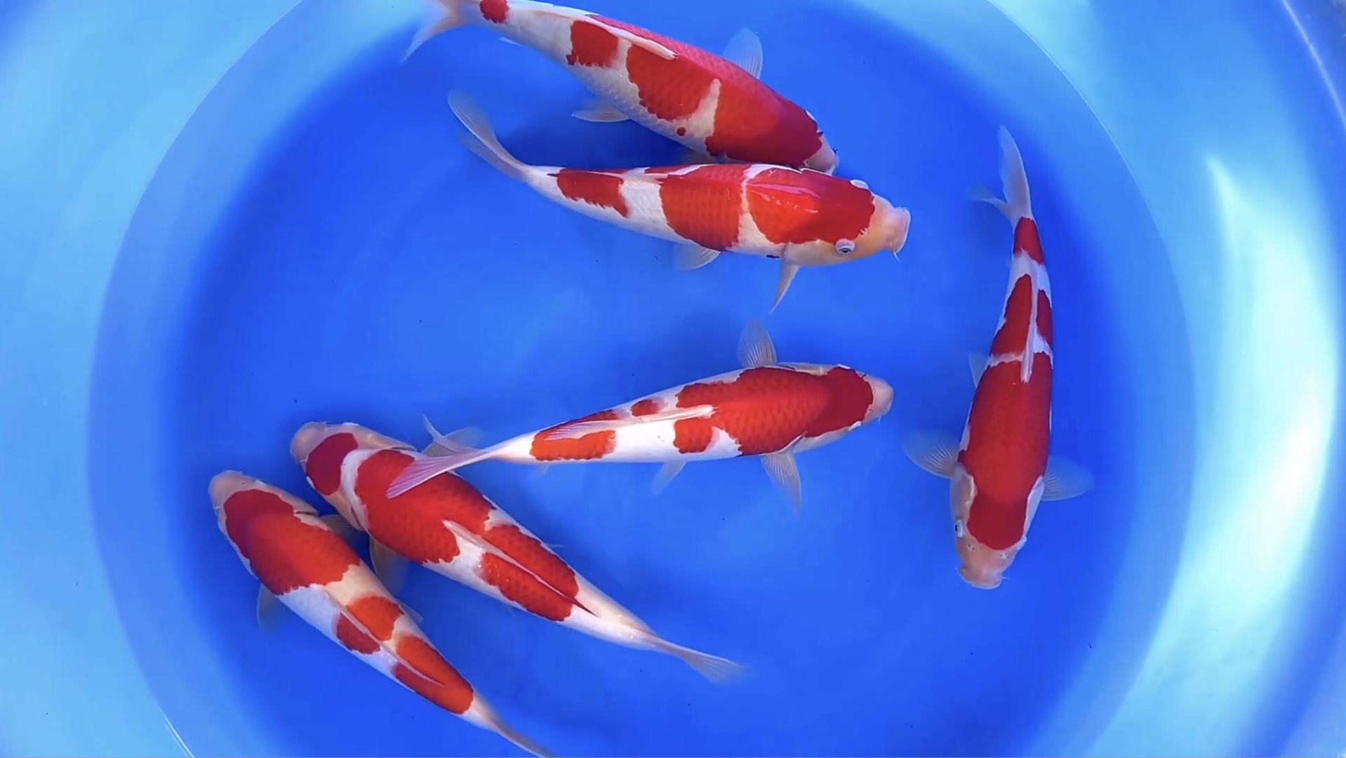 大模样红白锦鲤,雌当岁四十左右观赏鱼.