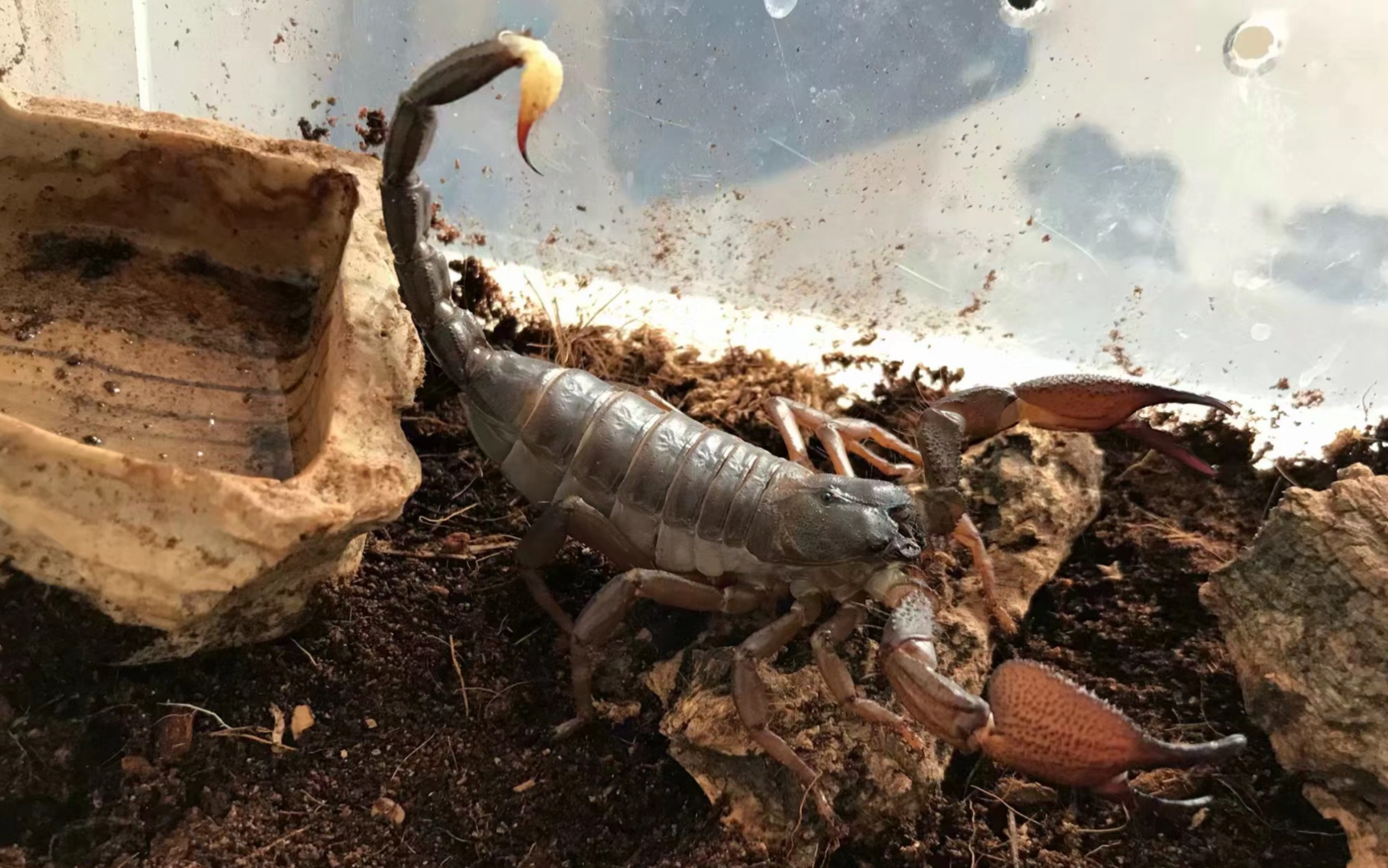 印度斯氏异蝎正面硬杠成体公所罗门捕鸟蛛