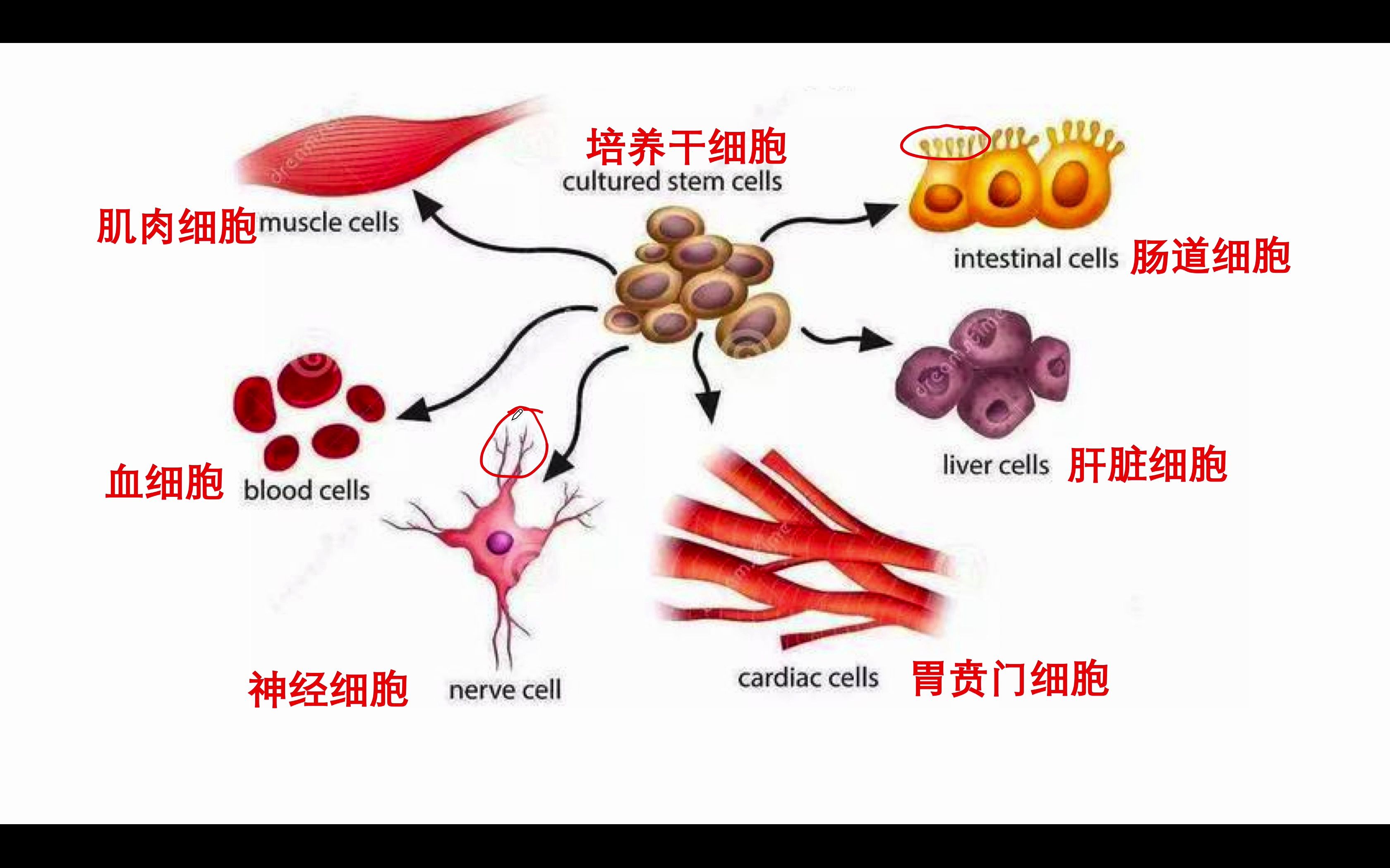 细胞分化与细胞全能性