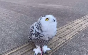 下载视频: 雪鸮散步