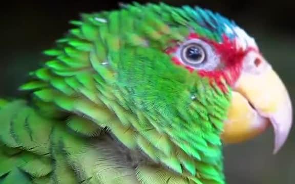 红头亚马逊鹦鹉幼鸟