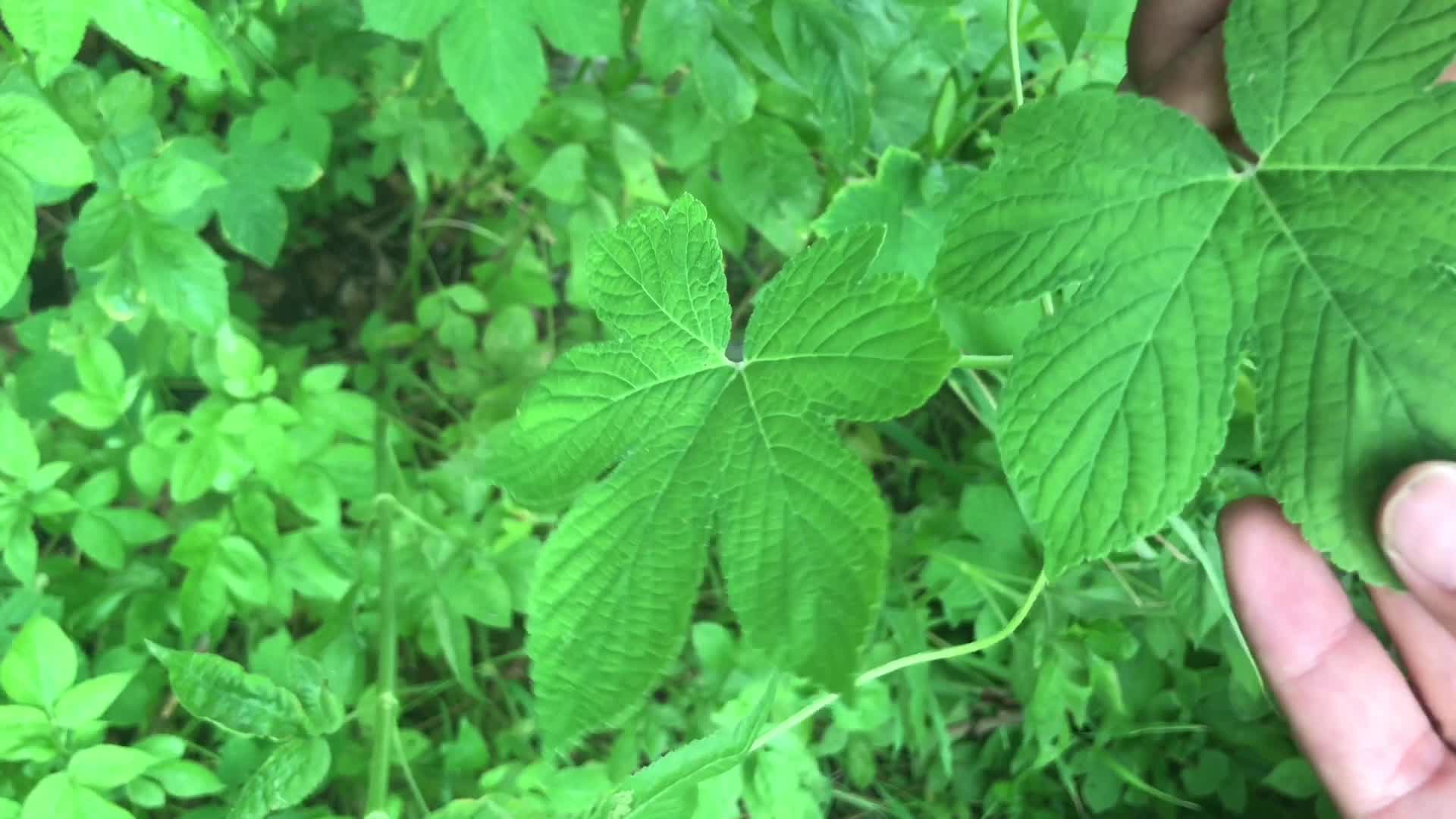 夏天一到宝宝怕蚊虫叮咬?农村的这两种野草,驱蚊止痒效果好使!哔哩哔哩bilibili