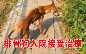 （后续）排骨狗病情严重需入院治疗，如果当初没有遇见好心人，后面可能就危险了！