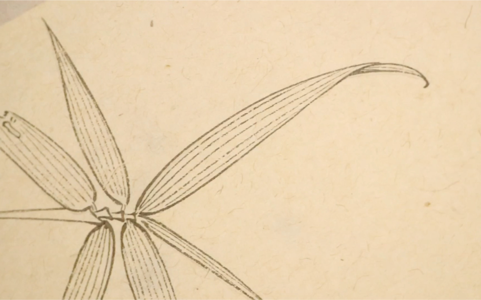 国画工笔白描竹子