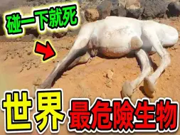 Download Video: 全世界最危险的10种致命生物，骆驼尸体为何不能碰，第一名堪称噩夢，千万要小心_世界之最Top