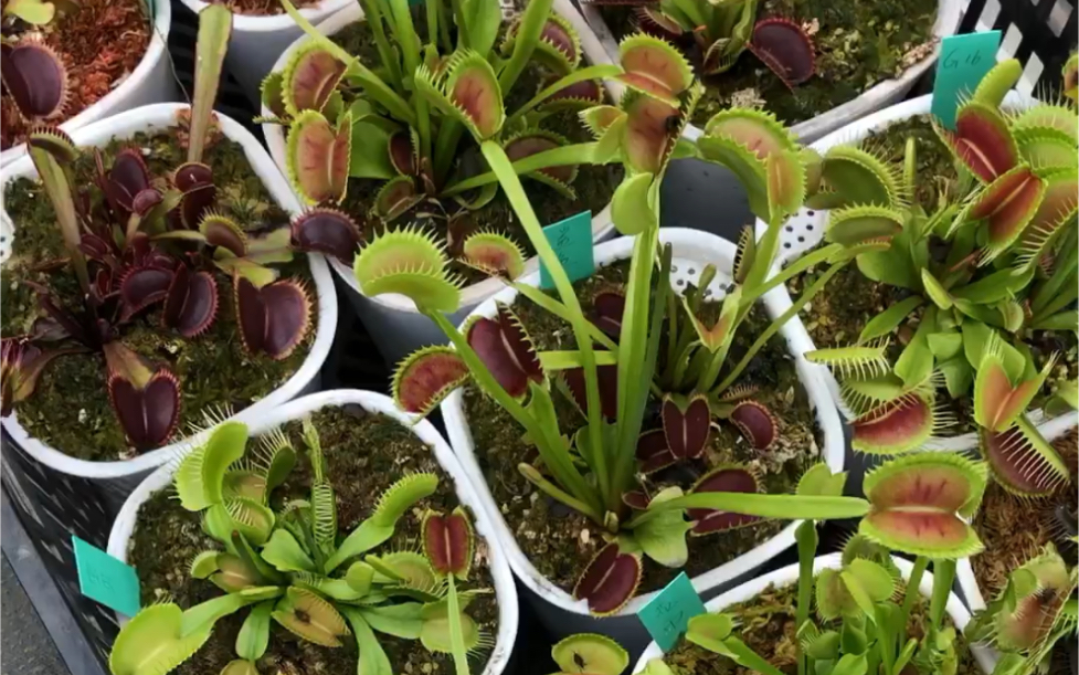 食虫植物再次走进武汉植物园六一食虫植物科普展