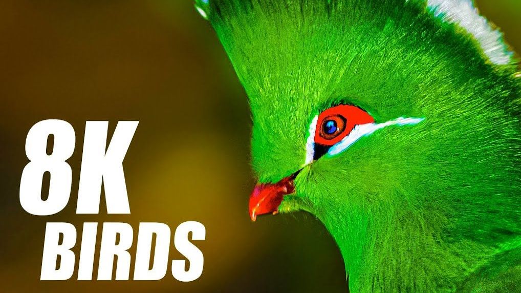 [图]精选鸟类系列 8K TV HDR 60FPS 超高清 Selected Birds Collection 8K TV HDR 60FPS ULTRA HD