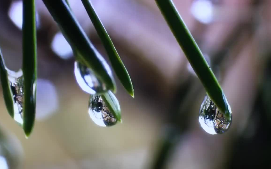 [图]伤心的时候听一听 The Rain