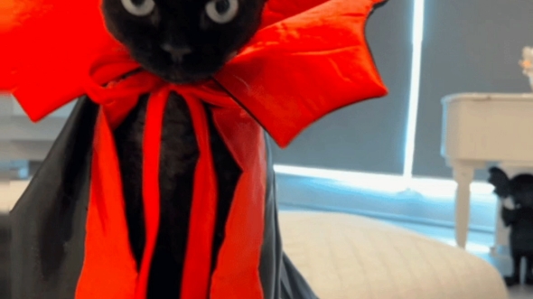 来看perper的新装!太酷了!这气质随爹!