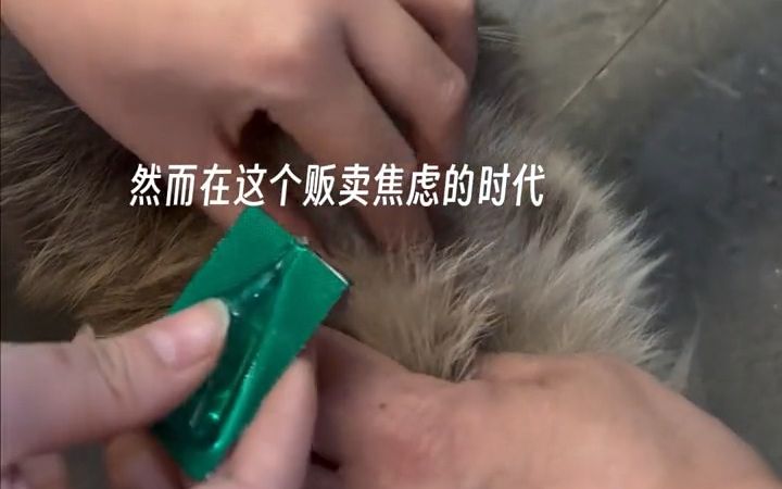 内驱虫药选什么 阿苯达唑驱虫是否安全 猫狗多久驱一次虫驱虫药!哔哩哔哩bilibili