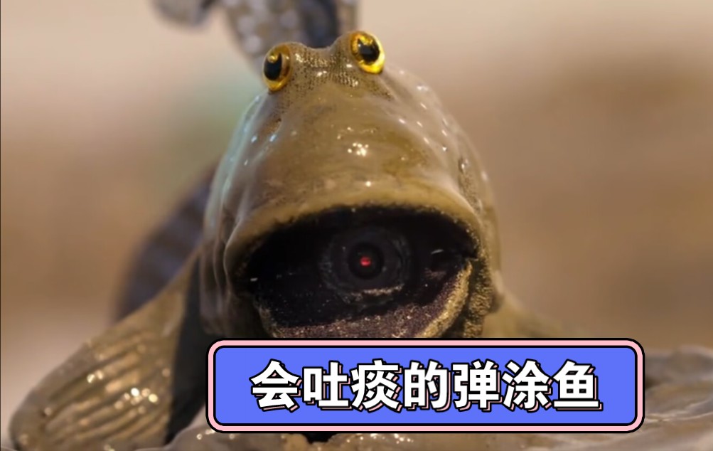 弹涂鱼:不擅长谈吐,只会吐痰的鱼