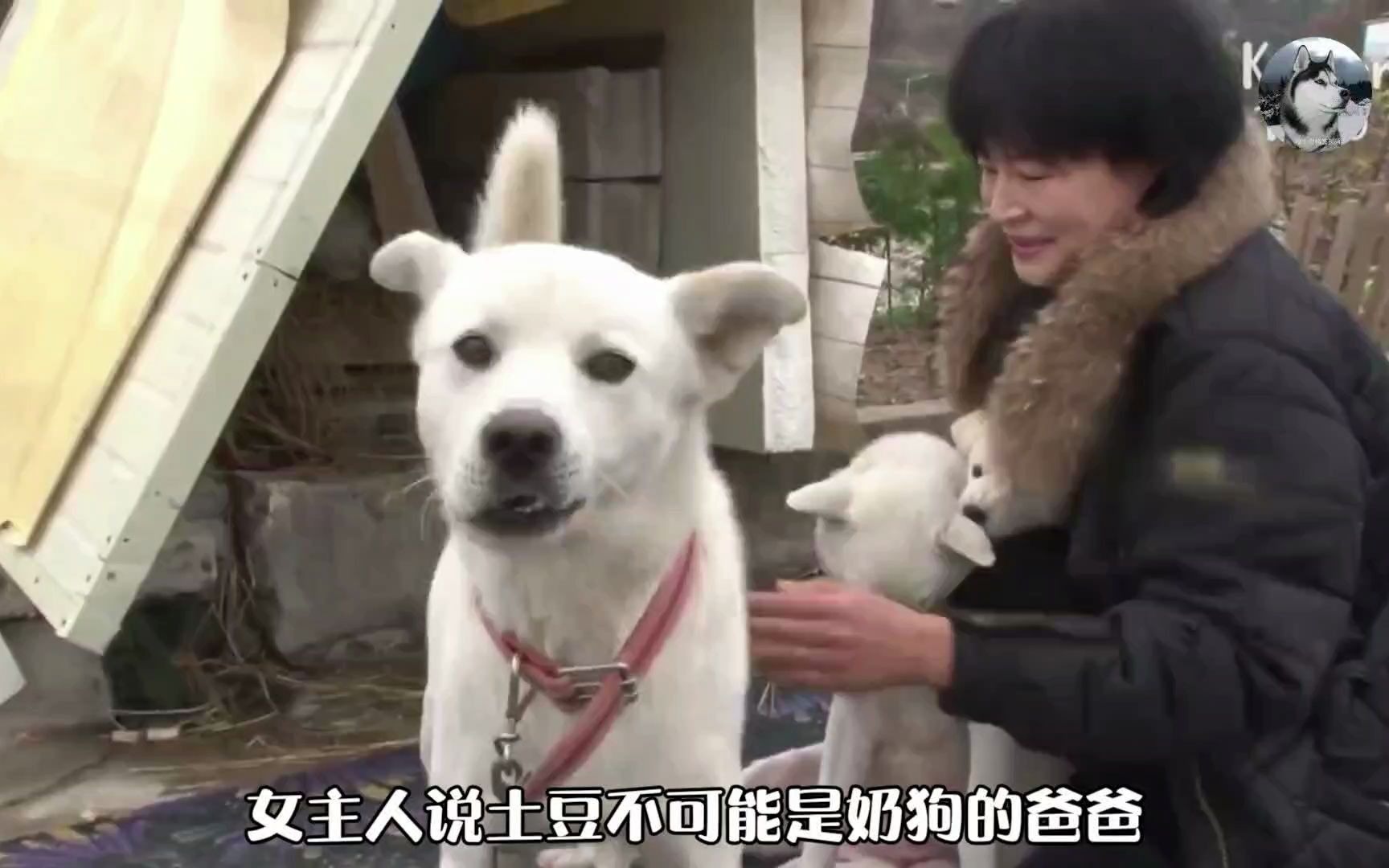 狗妈带着4个孩子,抢了别人的"房子",狗爸身份又