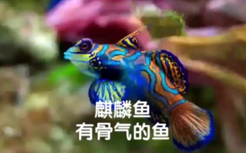 麒麟鱼:有骨气的鱼哔哩哔哩bilibili