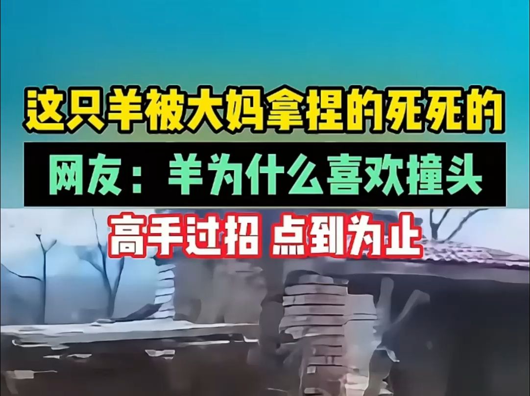 这只羊被大妈拿捏得死死的,网友:羊为什么喜欢撞头