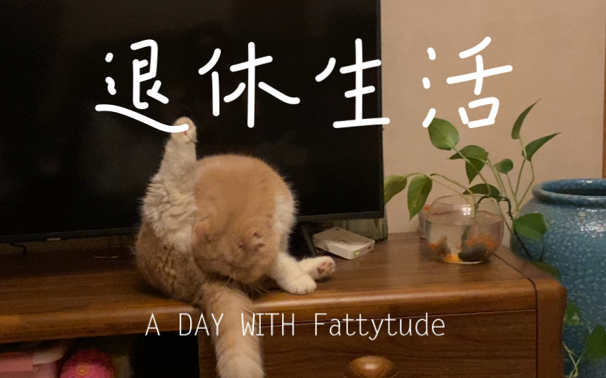 悠哉悠哉的舔菊花却舔不干净退休悠闲生活就是这么惬意放松