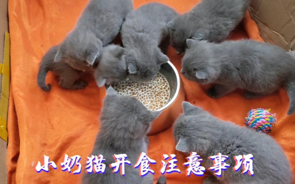 如何给小奶猫开食?小奶猫什么时候开始喂猫粮及饮食注意事项哔哩哔哩bilibili