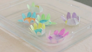 神奇的纸花 一下水就开花了 好美 哔哩哔哩 つロ干杯 Bilibili