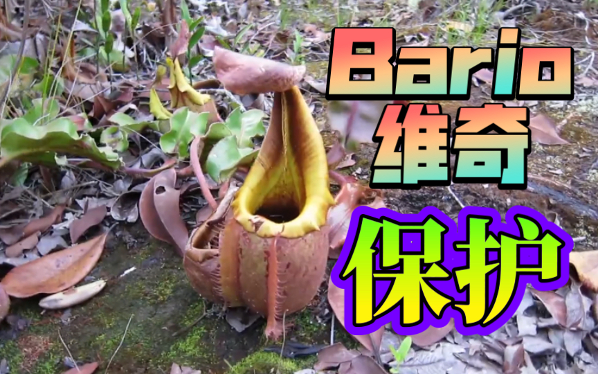 Bario产地的野生维奇猪笼草哔哩哔哩bilibili