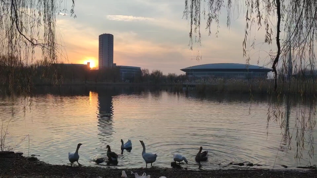 [图]【天津商业大学】双子湖沉浸式看鸭鹅