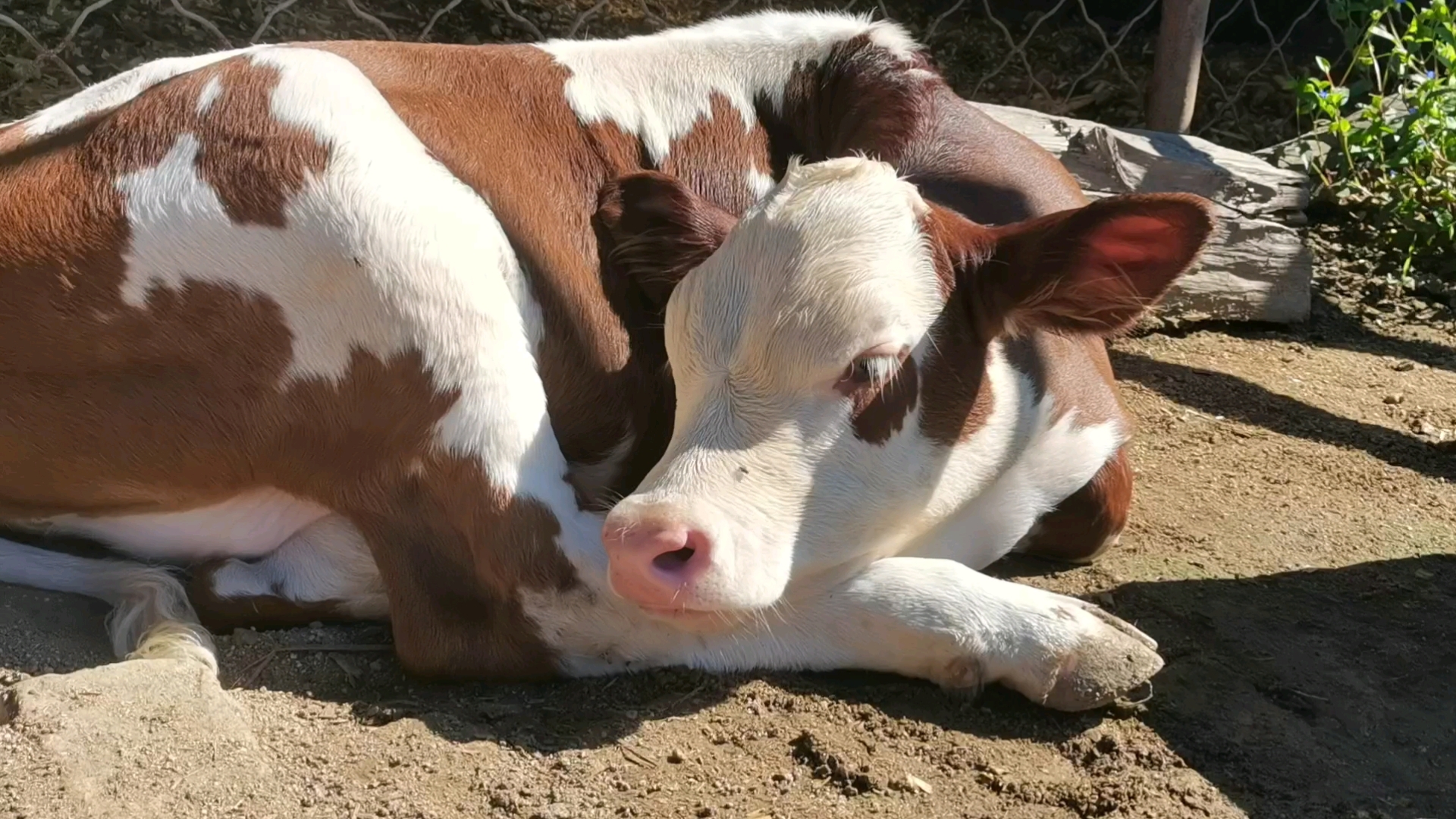 傲娇的小牛睡觉特别香,不喜欢让我打扰它睡觉