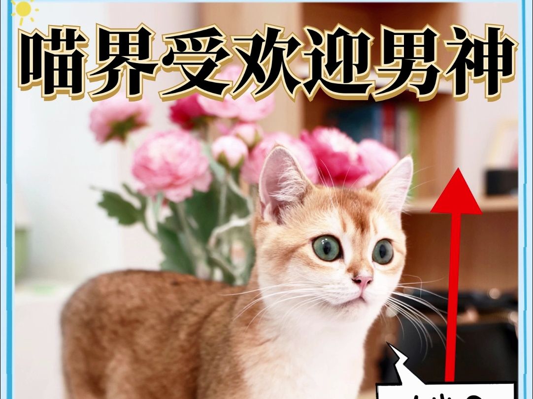 猫界受欢迎的公猫标准,你家猫都中了几条? 你知道猫界受欢迎的公猫,都有哪些标准?哔哩哔哩bilibili