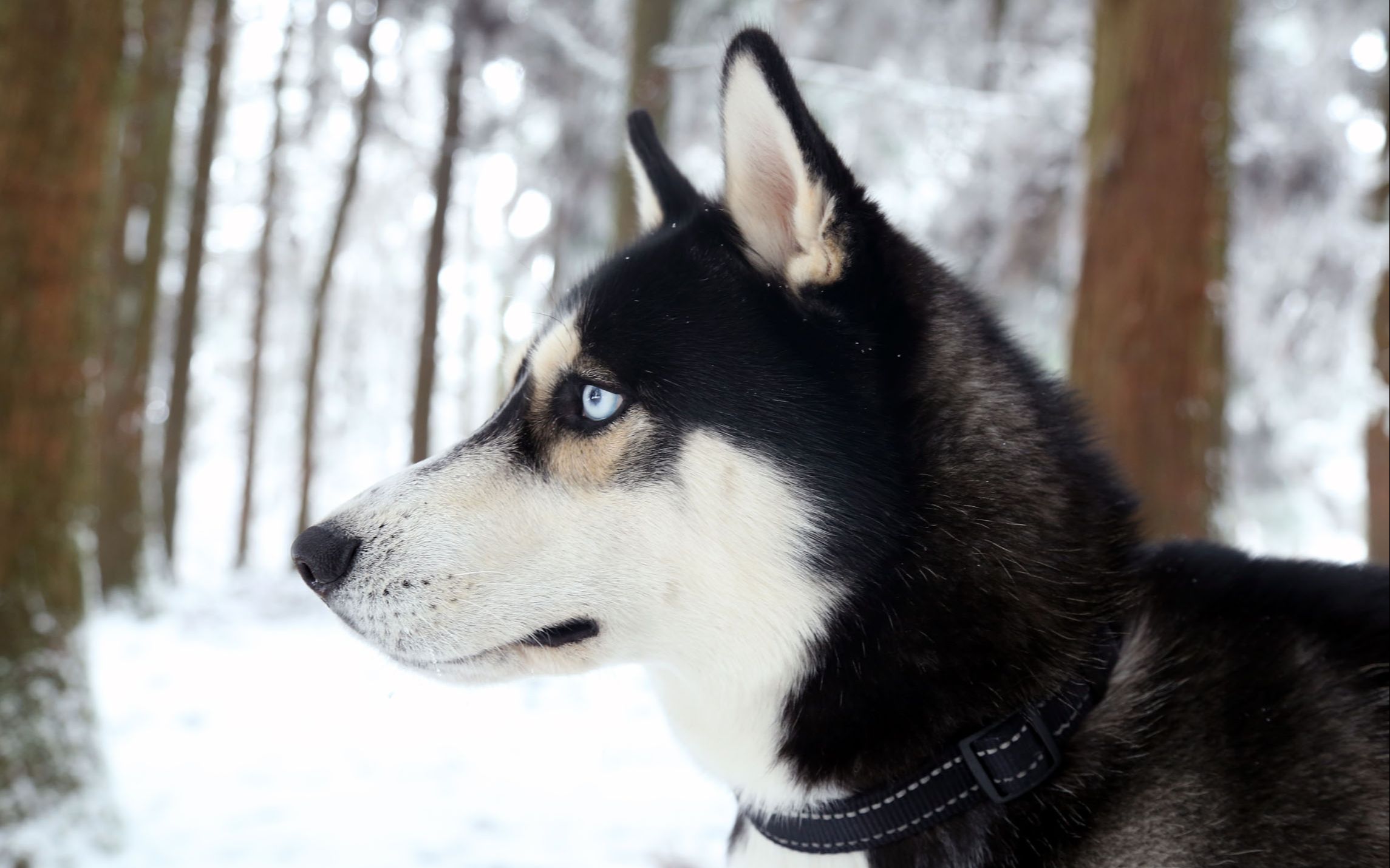 【挑灯看世界110】美国——警察电击哈士奇,动保组织来抗议