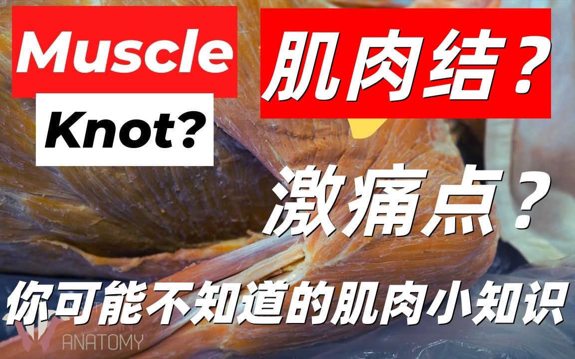 连肉毒杆菌都无法消除的疼痛?肌肉结到底是什么?哔哩哔哩bilibili