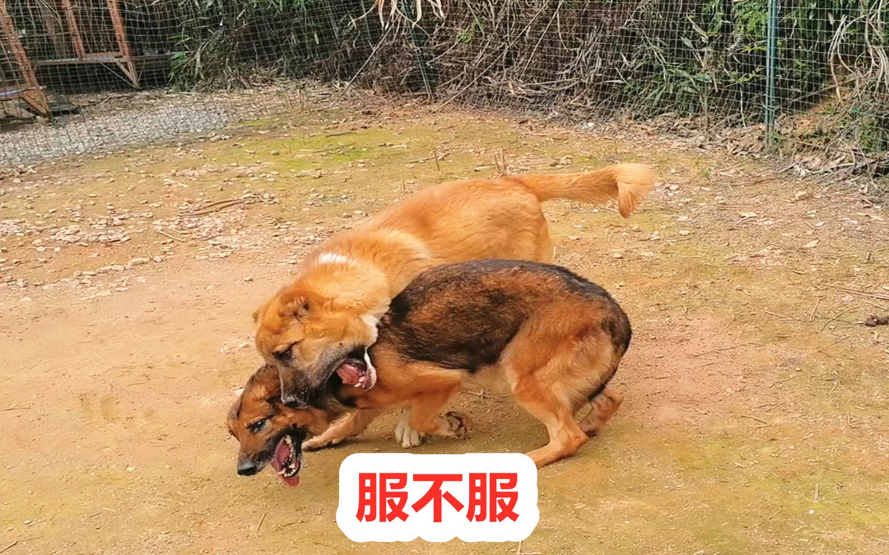 高加索咬狼犬力战大狼狗,狼狗瞬间怂了,表现意外