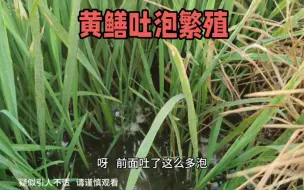 Download Video: 黄鳝狡猾的很，繁殖期是不吃的，亲身体验得来的结果