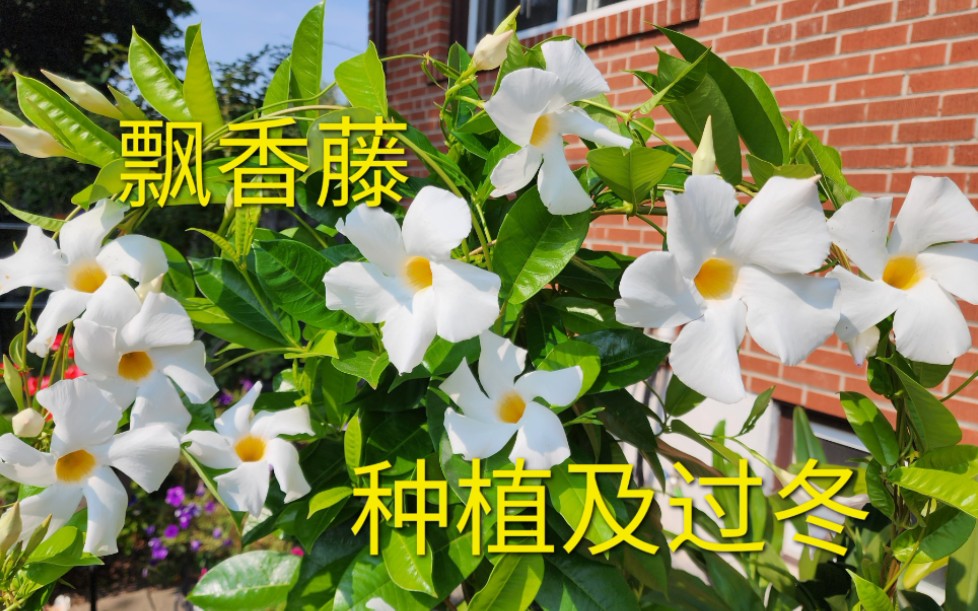 [图]Sophie's Garden 飘香藤的种植方法及如何过冬