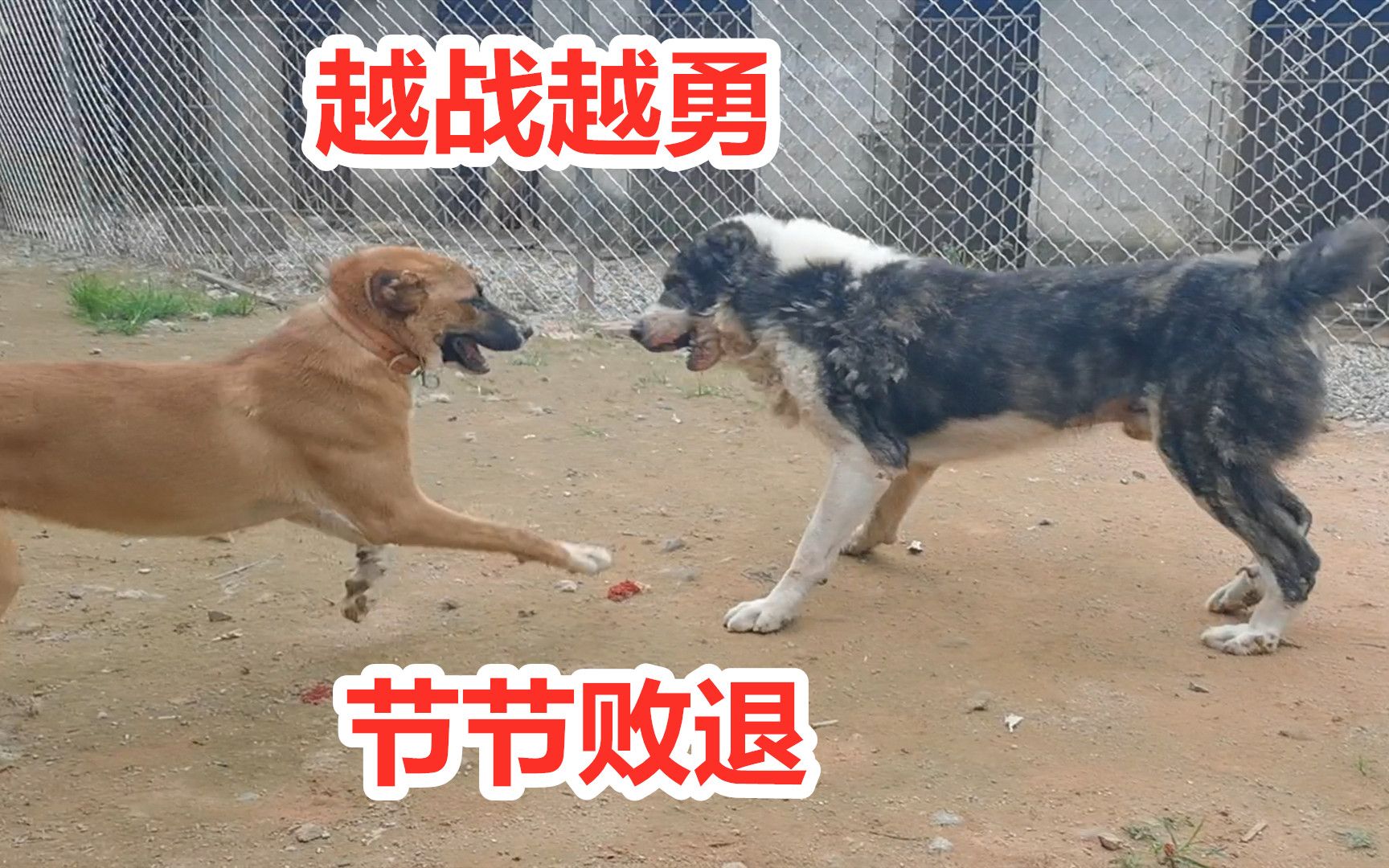 高狼犬力压160斤中亚猛犬,卡斯罗藏獒纷纷败退哔哩哔哩bilibili