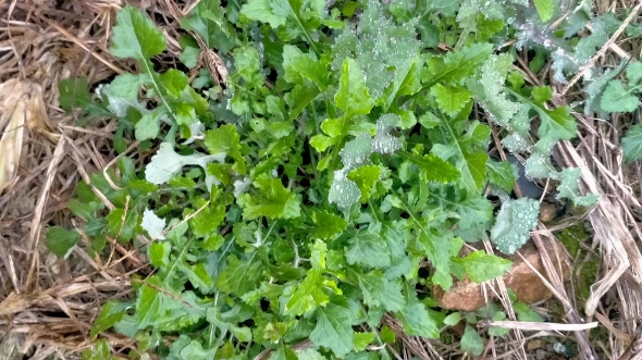 [图]附近的野菜野草