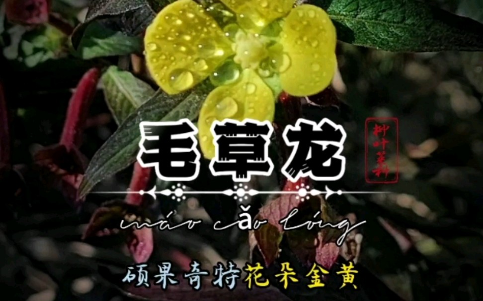 中草药【毛草龙】你知道多少呢哔哩哔哩bilibili