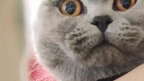 逗猫日常可可爱爱 哔哩哔哩 Bilibili 逗猫日常可可爱爱 哔哩哔哩 Bilibili