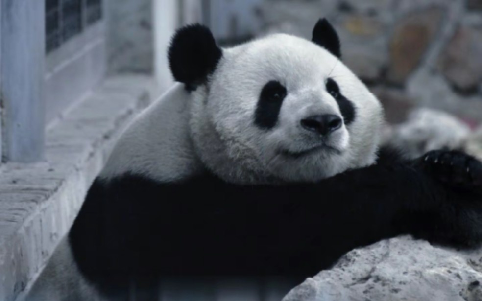 【大熊猫萌兰】我们么么儿是最治愈人的熊猫!