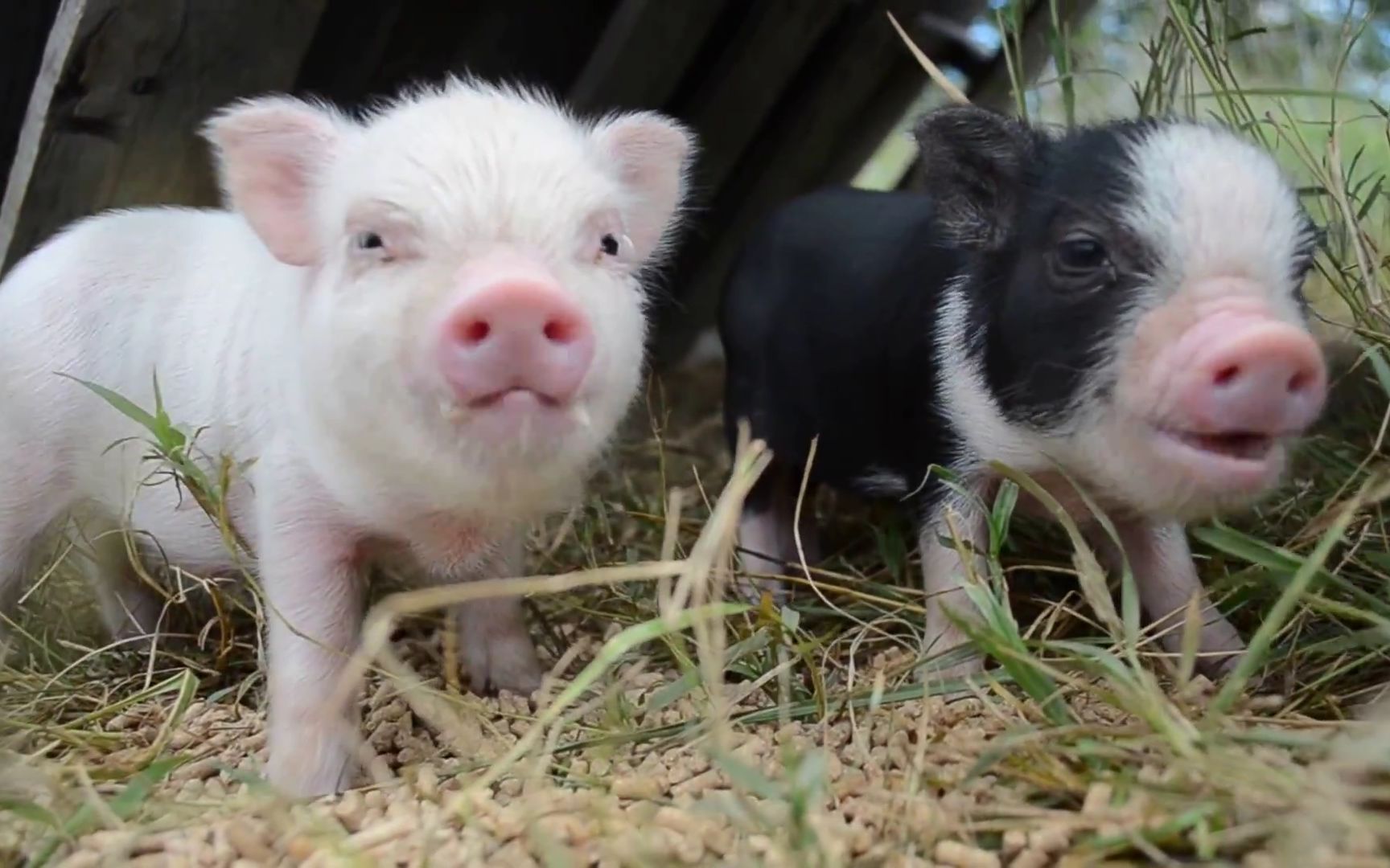 宠物猪一群萌萌的小吃货