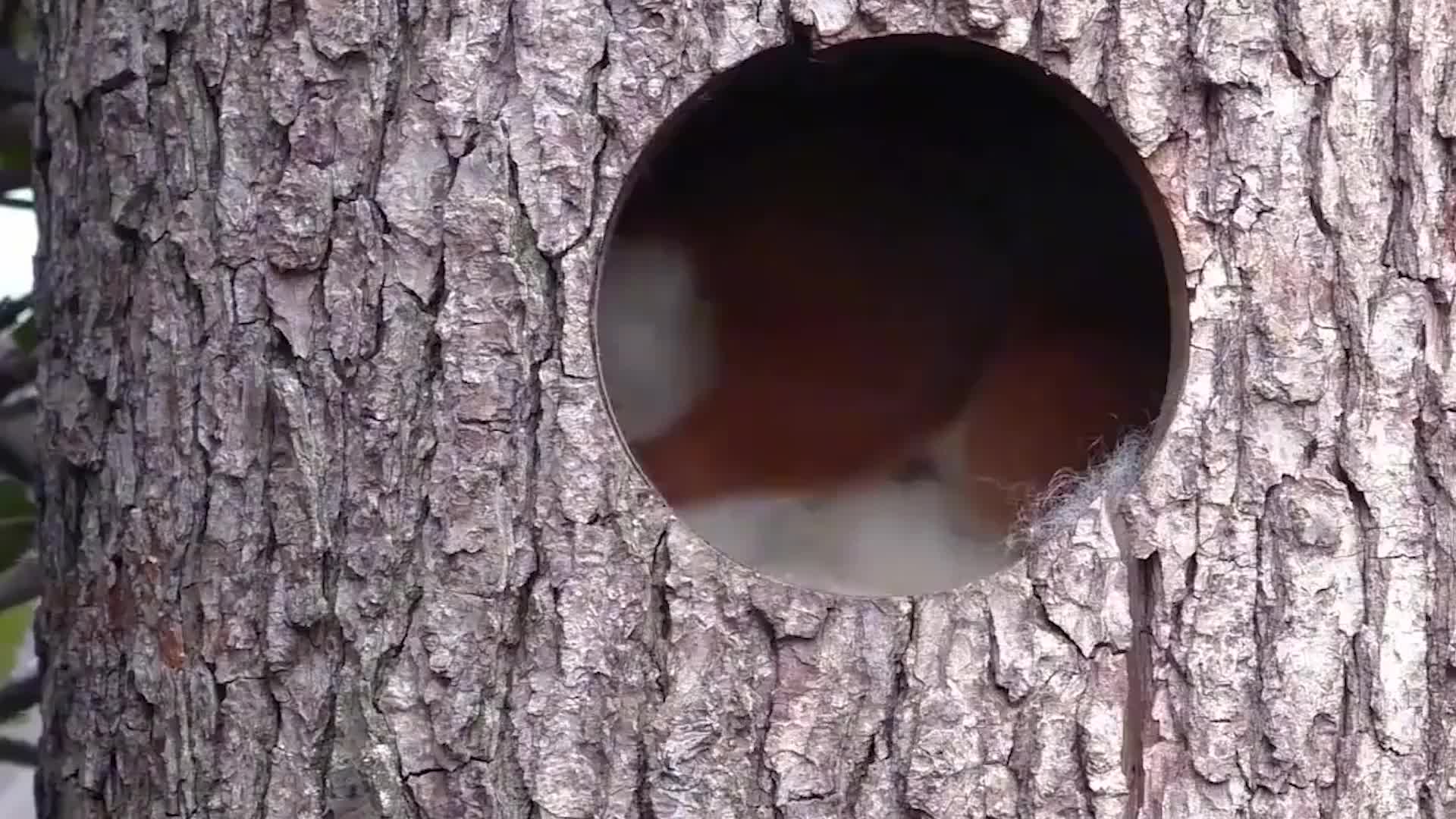 在松鼠窝里安装一个摄像头,很快,就发现了不对劲!