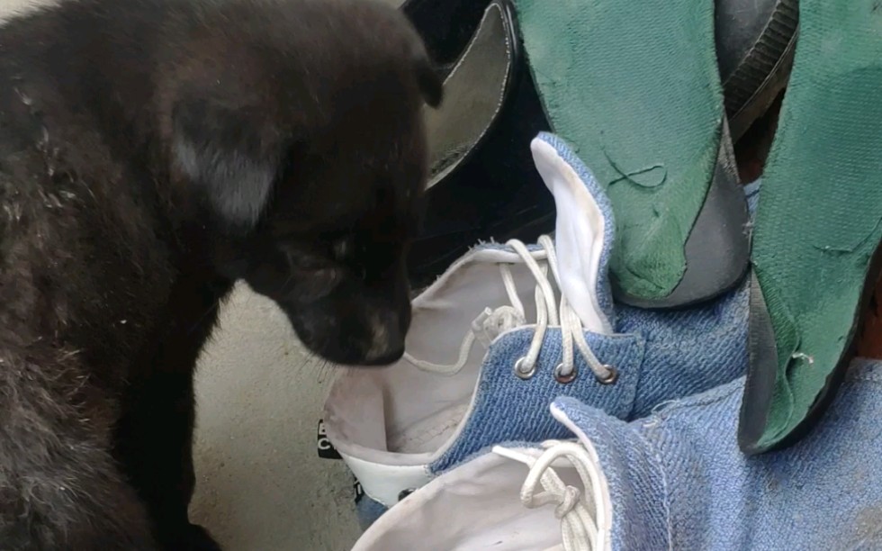 土狗小黑的日常,那么多鞋子该舔哪个好呢?_哔哩哔哩_bilibili