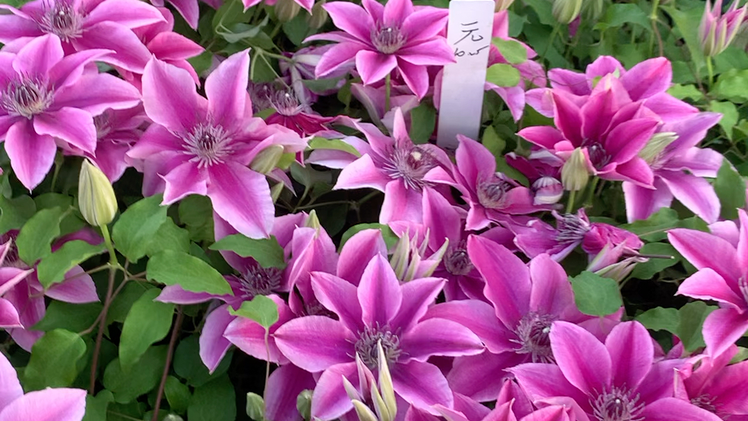 铁线莲大道系列元