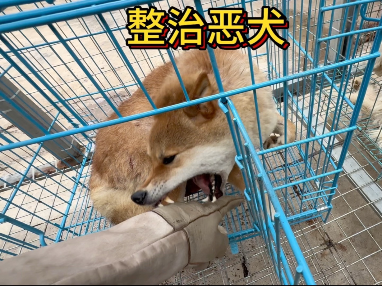 今天一次来了二只咬人的恶犬,对于这种咬人的恶犬必须给它纠正一下。-于大仙的农村生活-于大仙的农村生活-哔哩哔哩视频