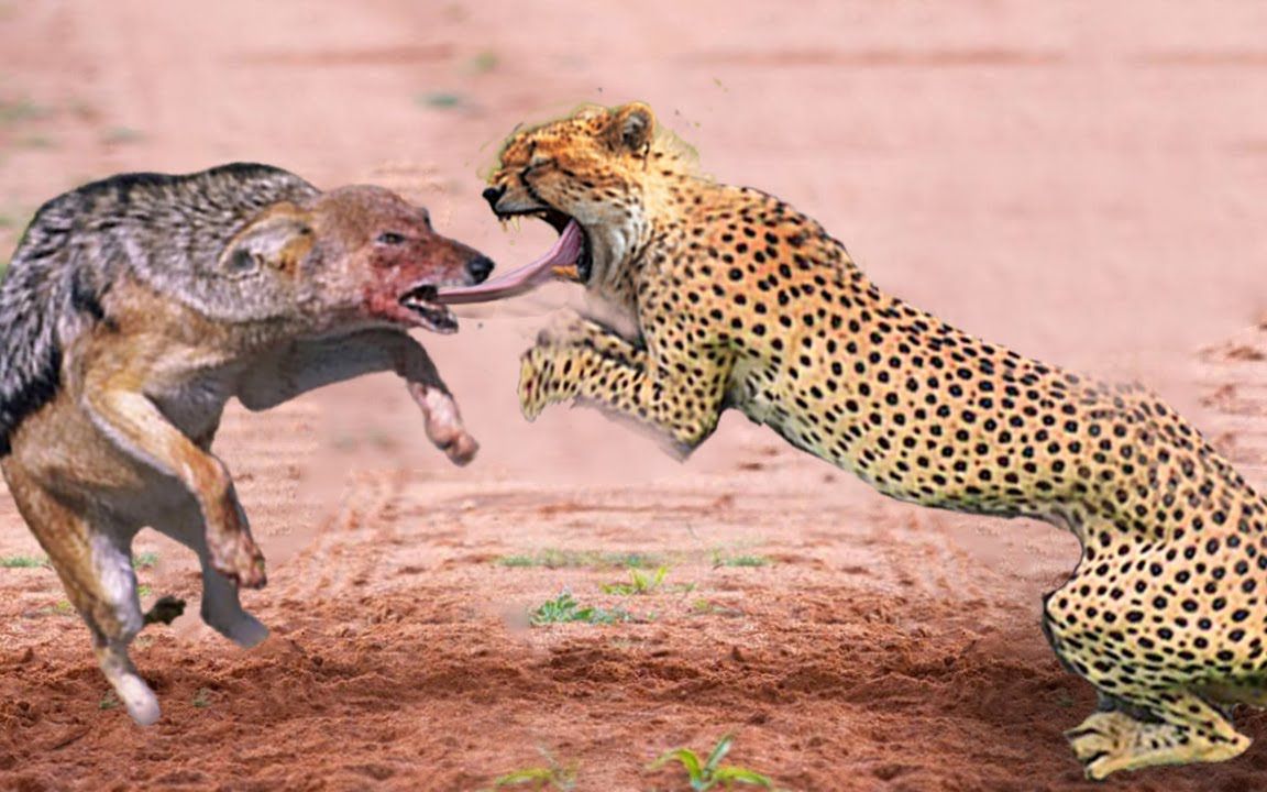 猎豹被豺狼玩弄,豺狼咬舌头,猎豹大叫